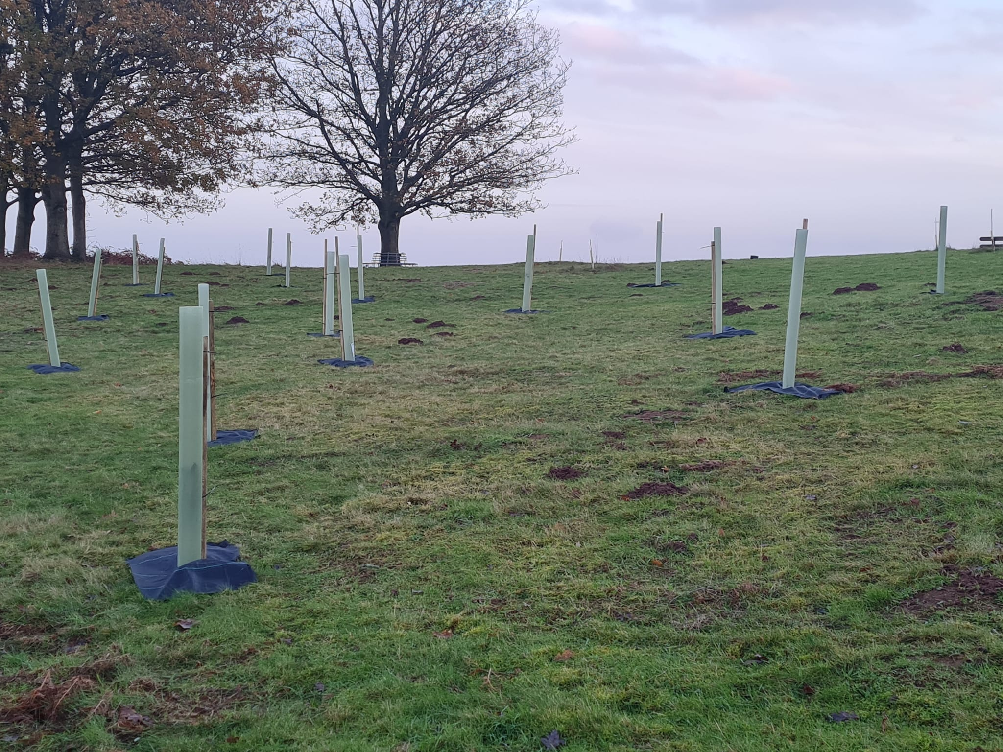 Tree planting on the common